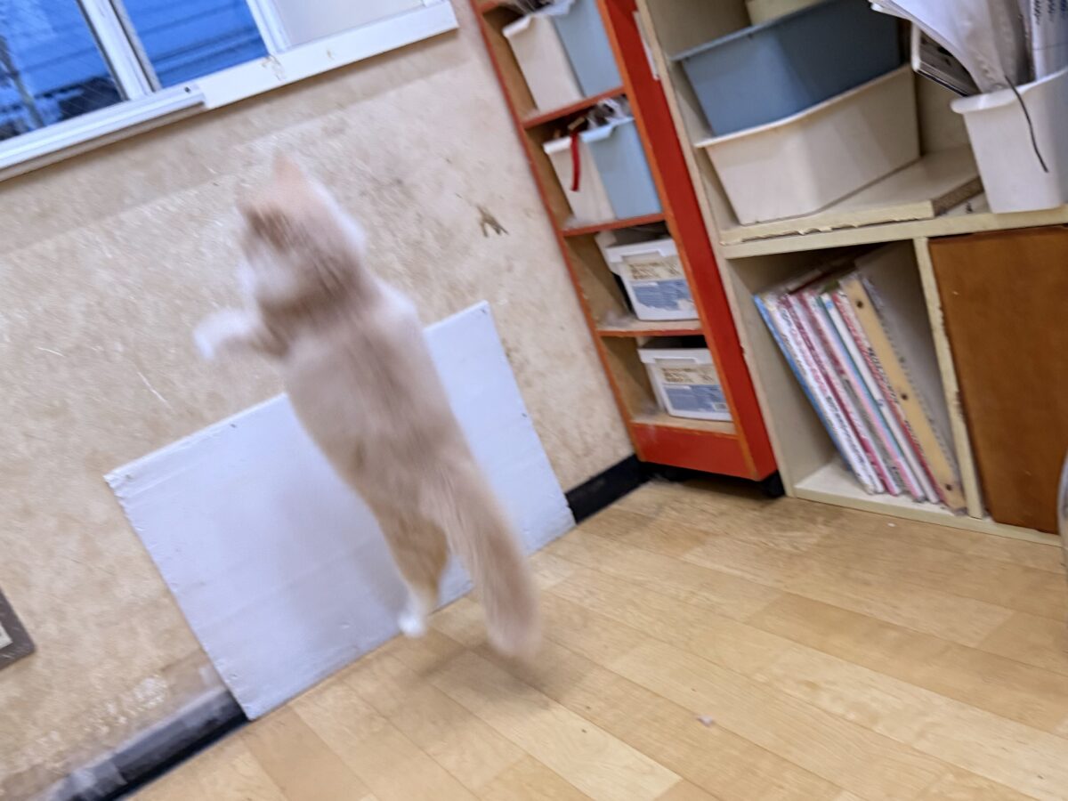 サイベリアン