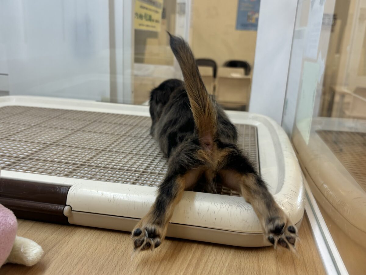 ミニチュアダックス