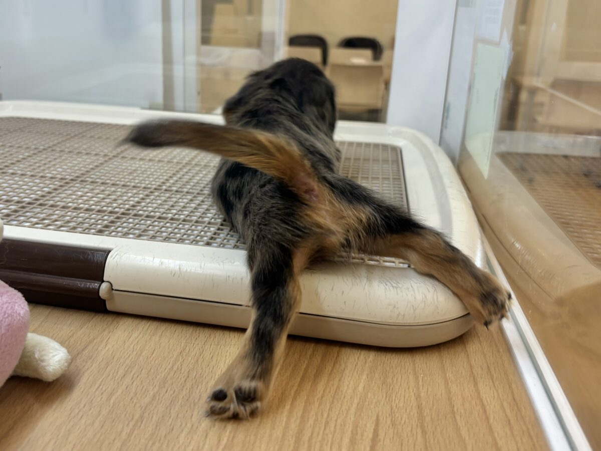 ミニチュアダックス