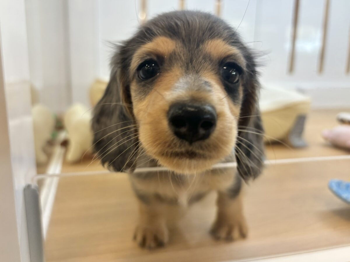 ミニチュアダックス