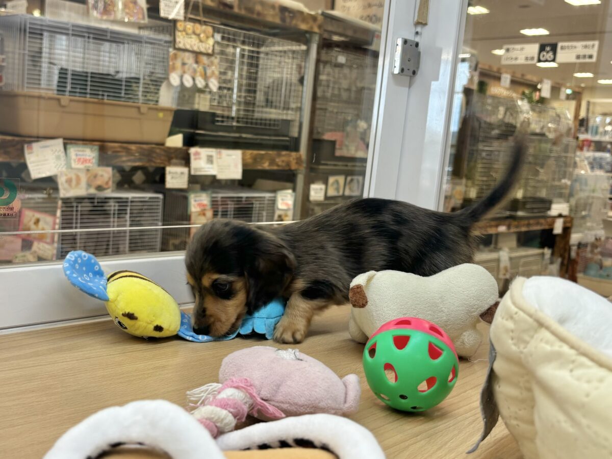 ミニチュアダックス