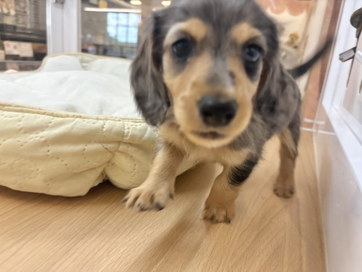 ミニチュアダックス