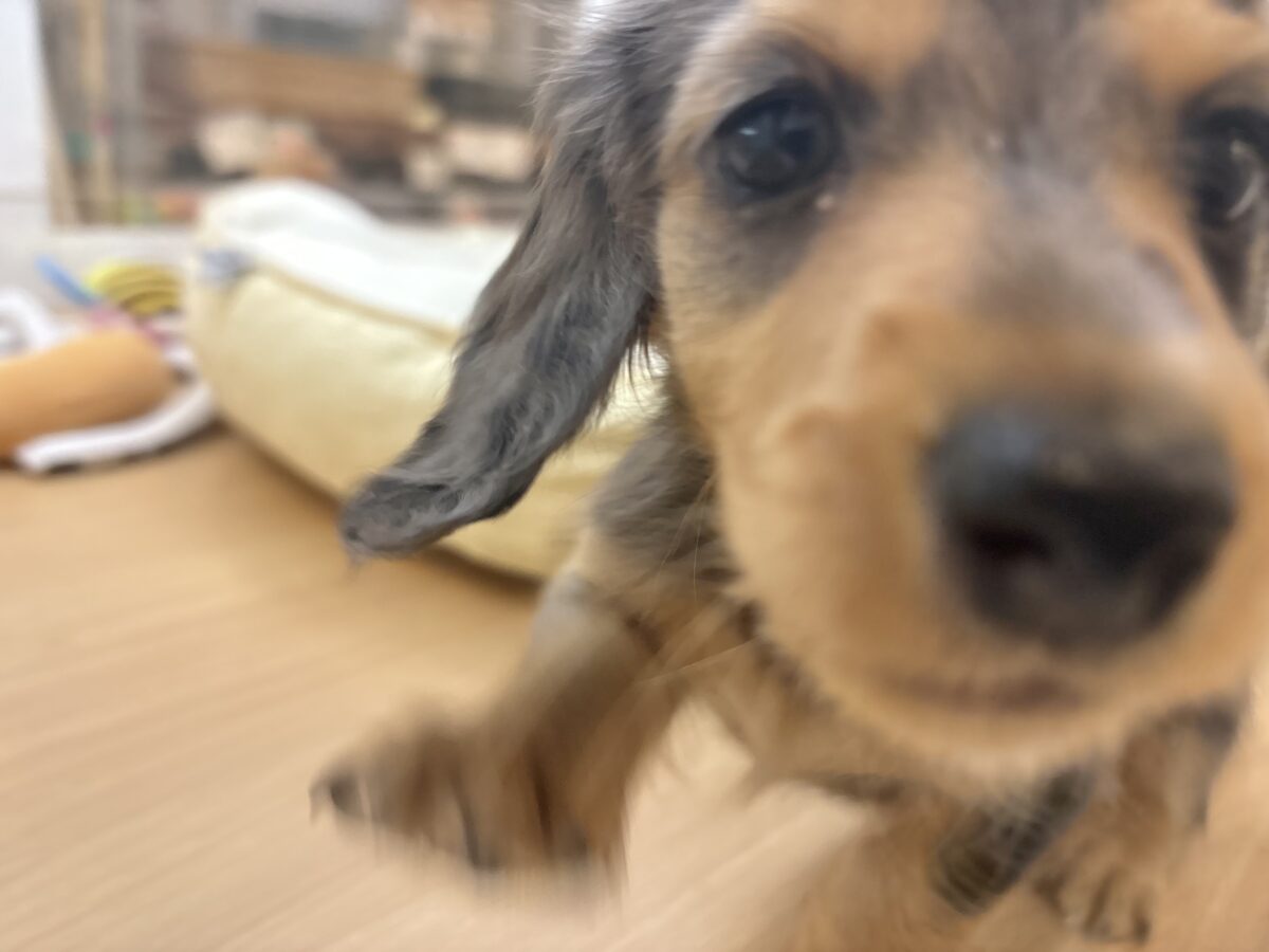 ミニチュアダックス