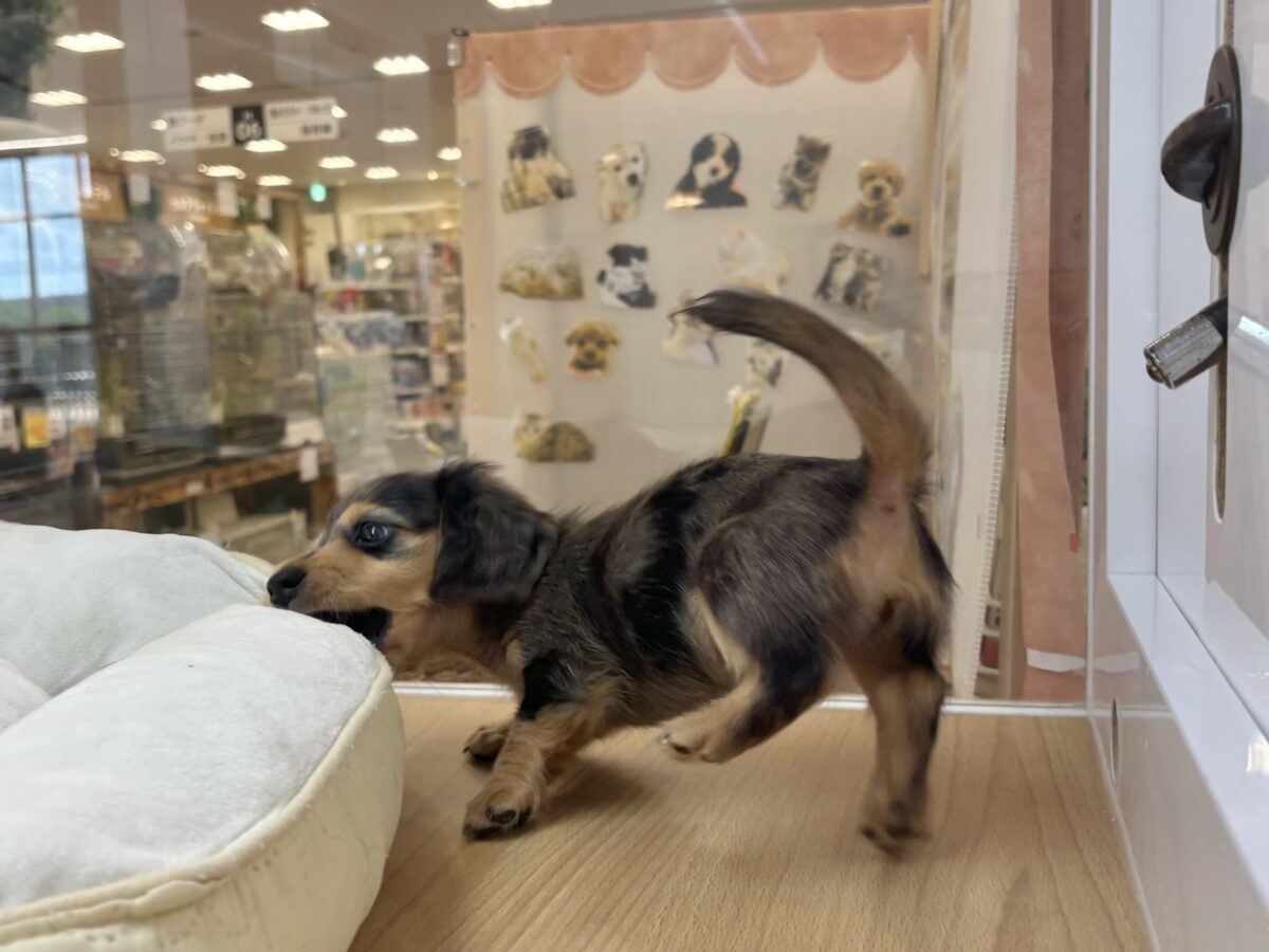 ミニチュアダックス
