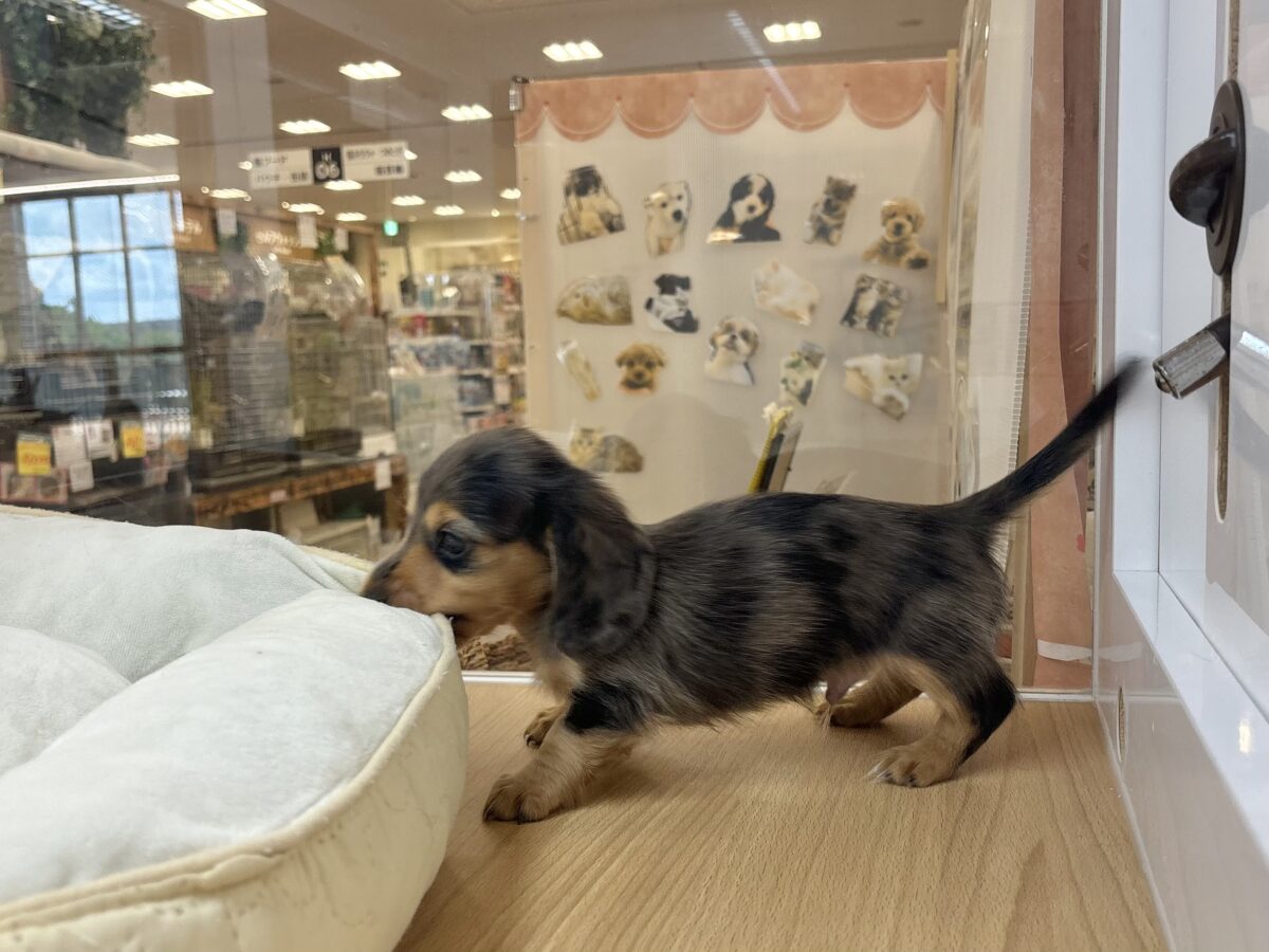 ミニチュアダックス