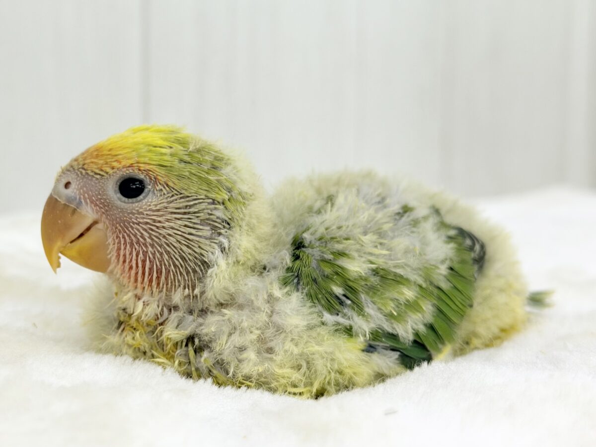コザクラインコ（小桜インコ）