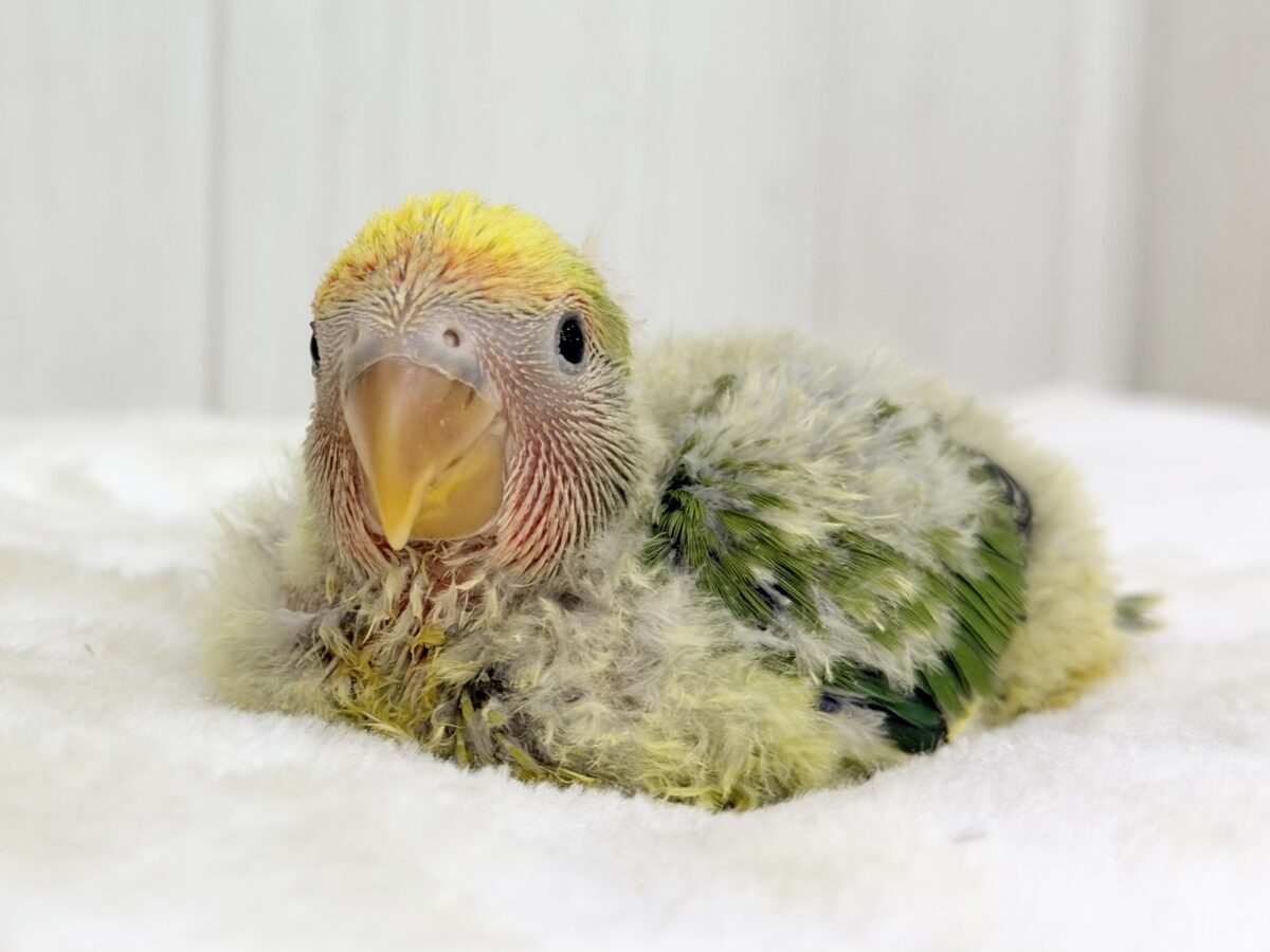 コザクラインコ（小桜インコ）