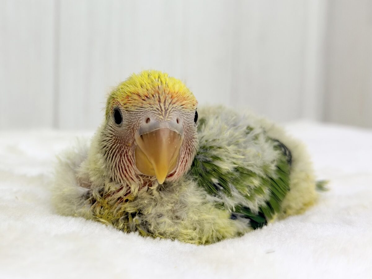 コザクラインコ（小桜インコ）