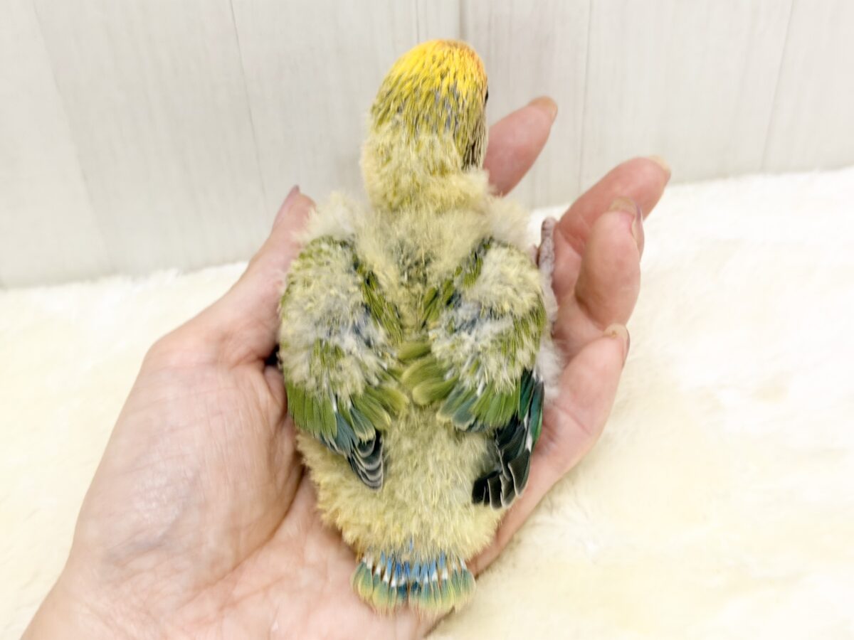 コザクラインコ（小桜インコ）
