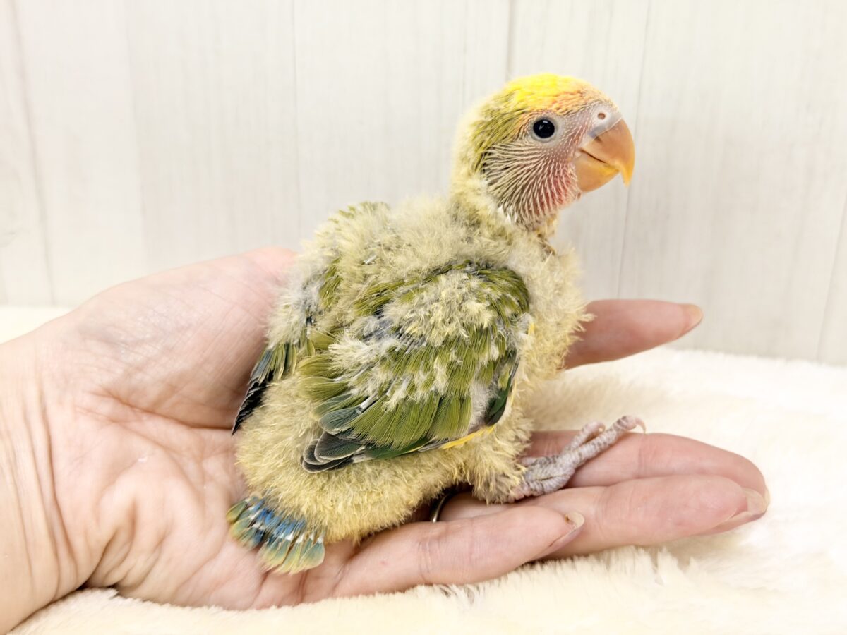 コザクラインコ（小桜インコ）