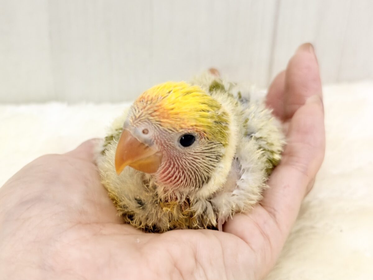 コザクラインコ（小桜インコ）