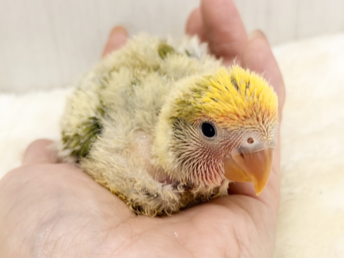 コザクラインコ（小桜インコ）