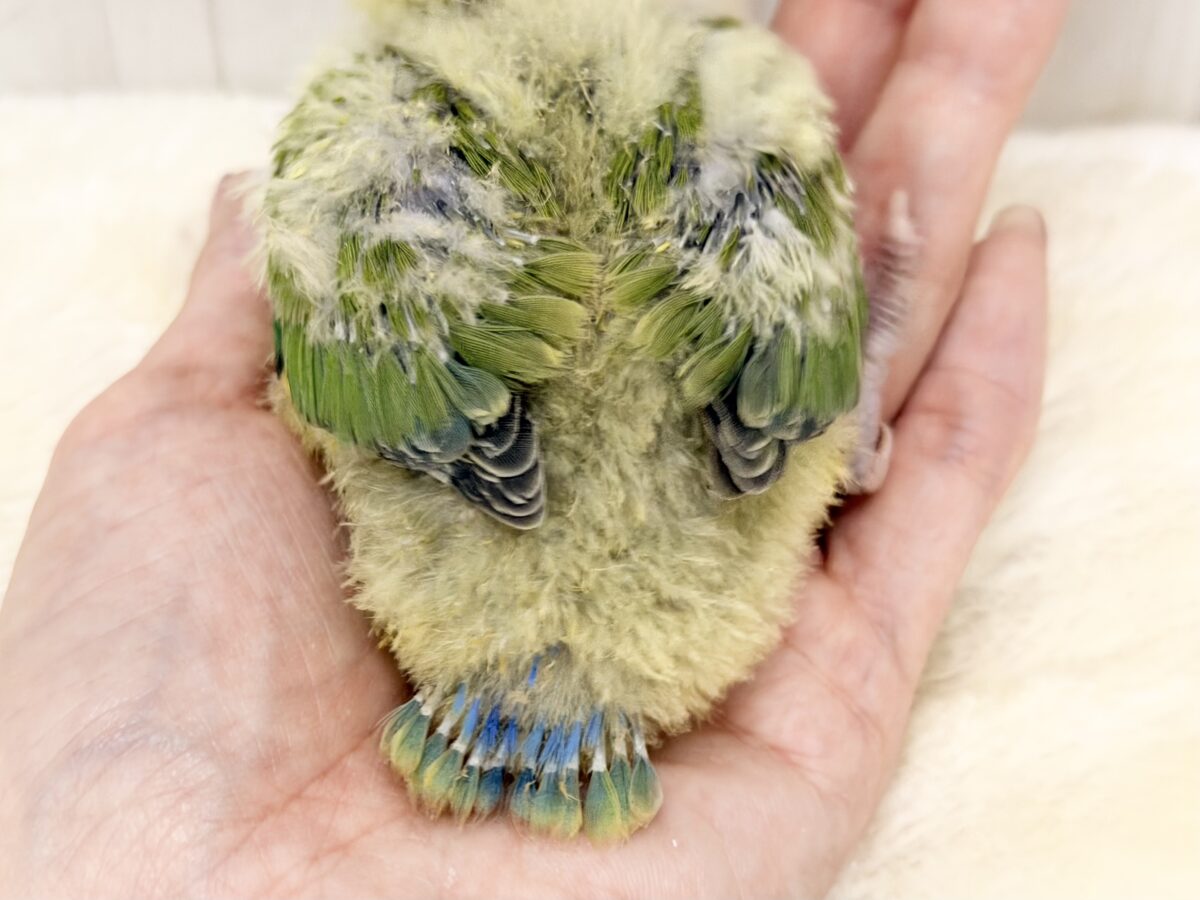 コザクラインコ（小桜インコ）
