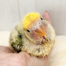 もふもふおパンツでベビーファッション👶💕コザクラインコのヒナ(タイガーチェリー)入荷しました❤️