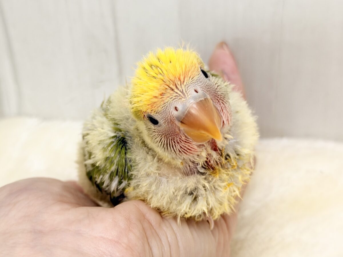 もふもふおパンツでベビーファッション👶💕コザクラインコのヒナ(タイガーチェリー)入荷しました❤️