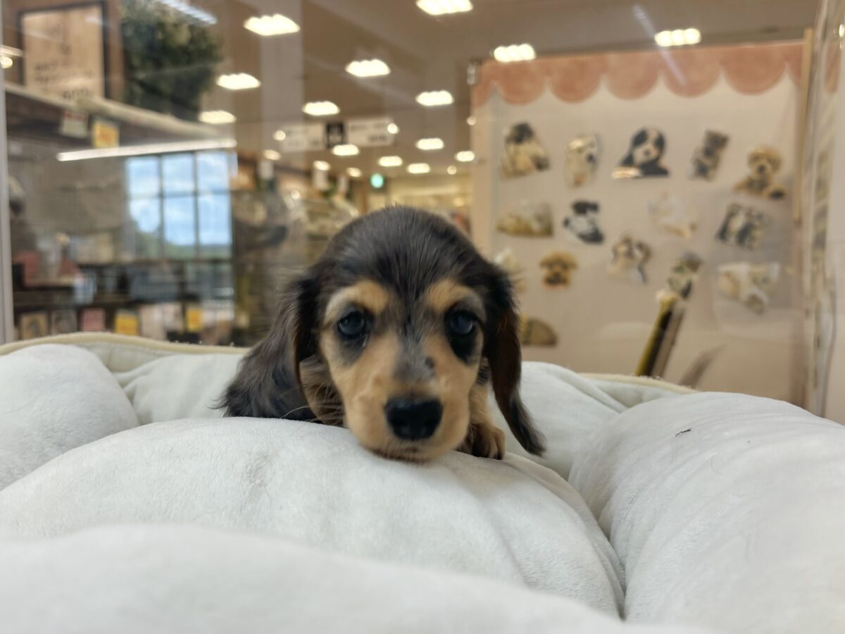 ミニチュアダックス