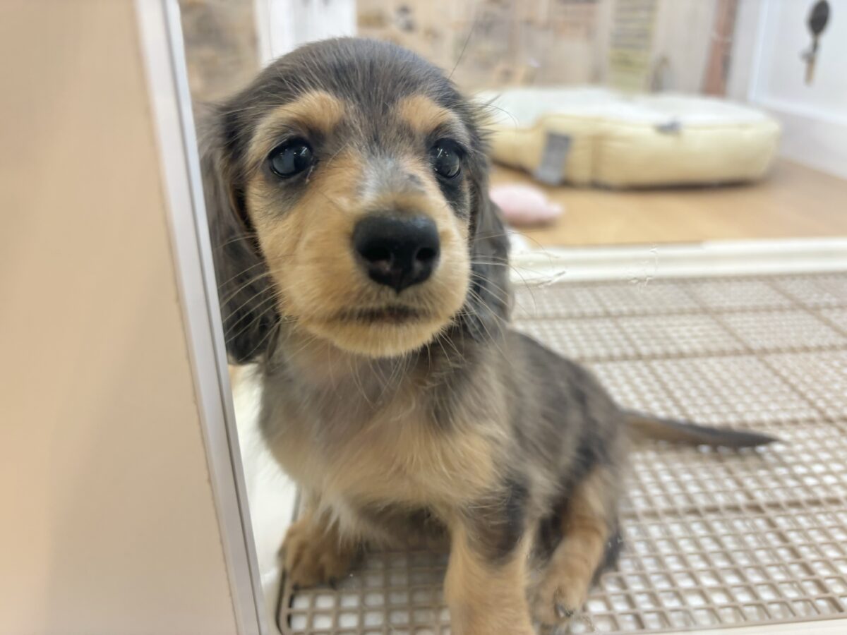 ミニチュアダックス