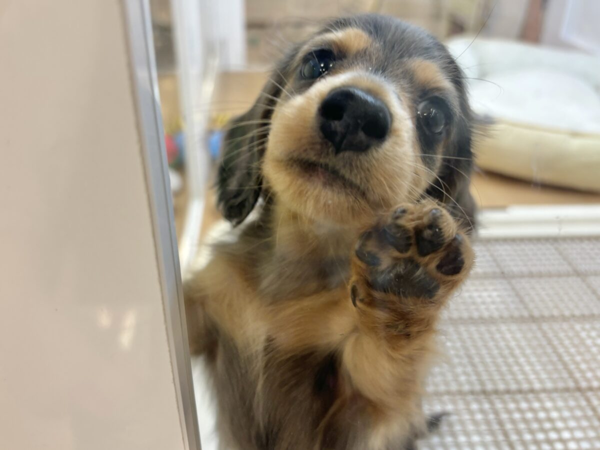 ミニチュアダックス