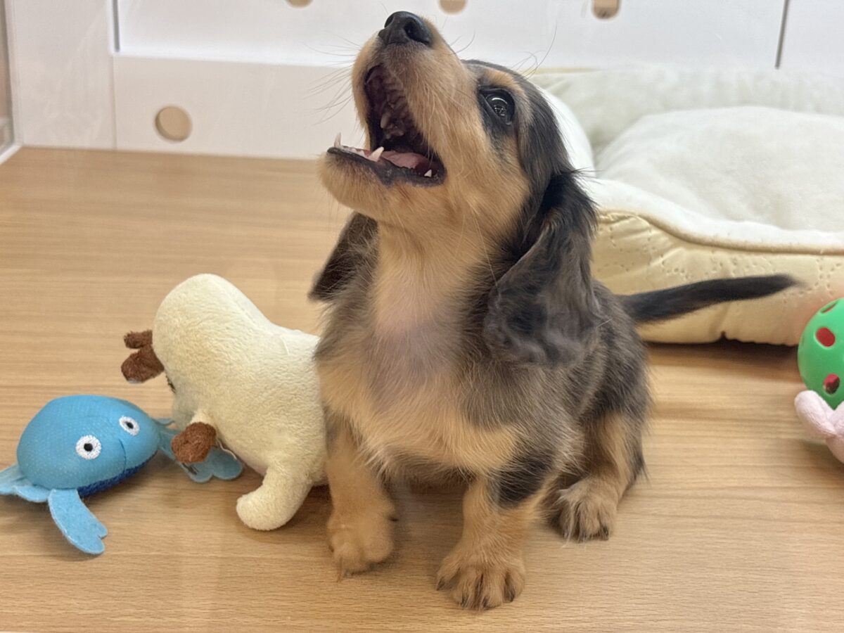 ミニチュアダックス