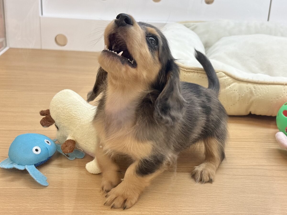 ミニチュアダックス