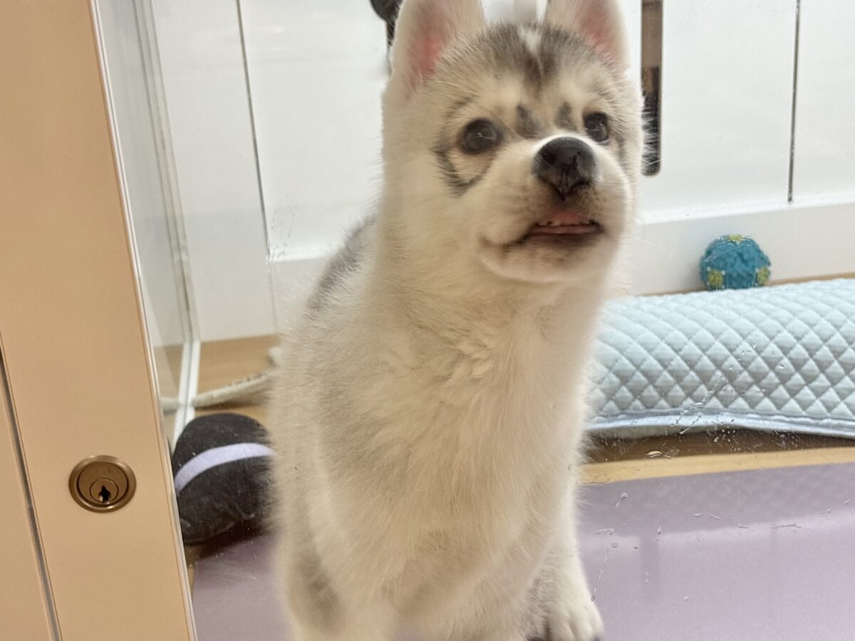 シベリアンハスキー