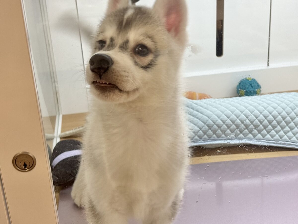 シベリアンハスキー