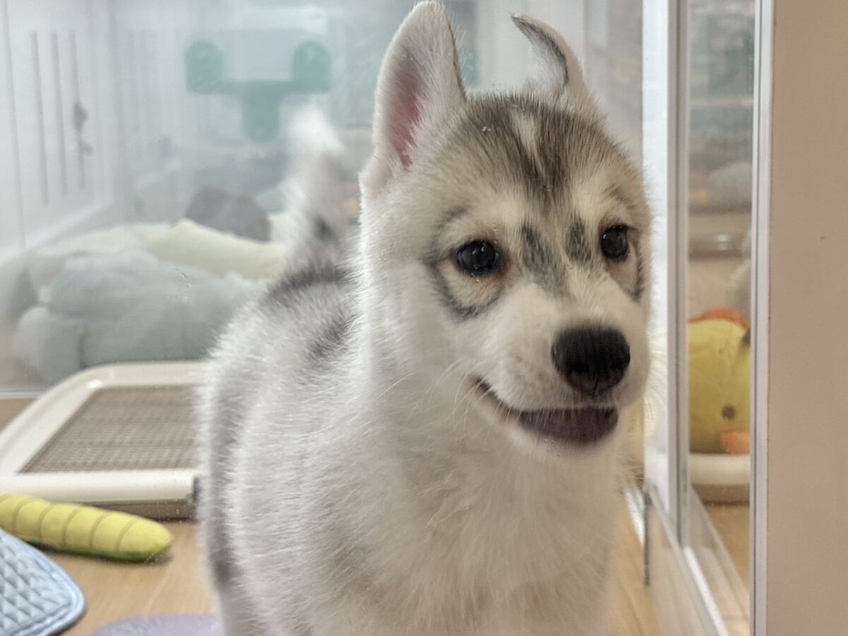 シベリアンハスキー