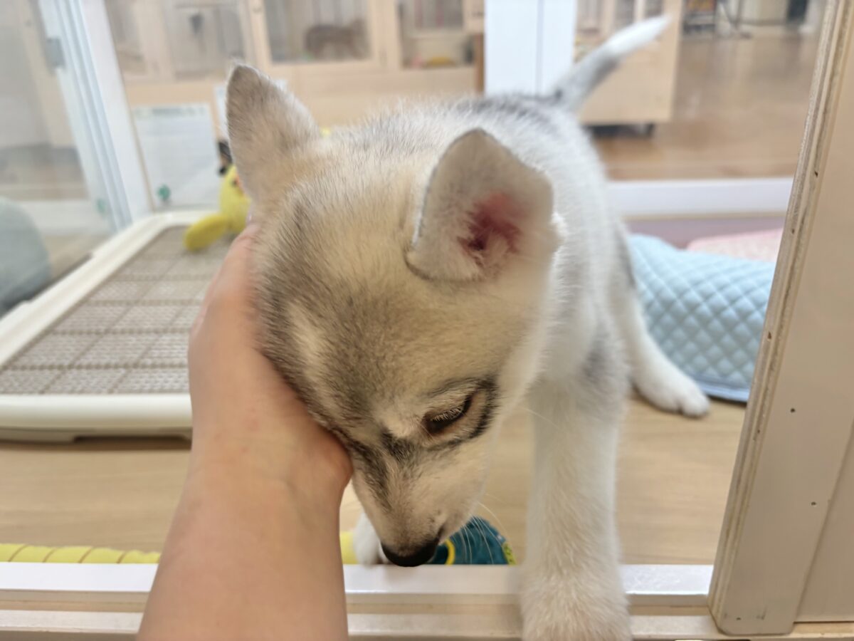 シベリアンハスキー