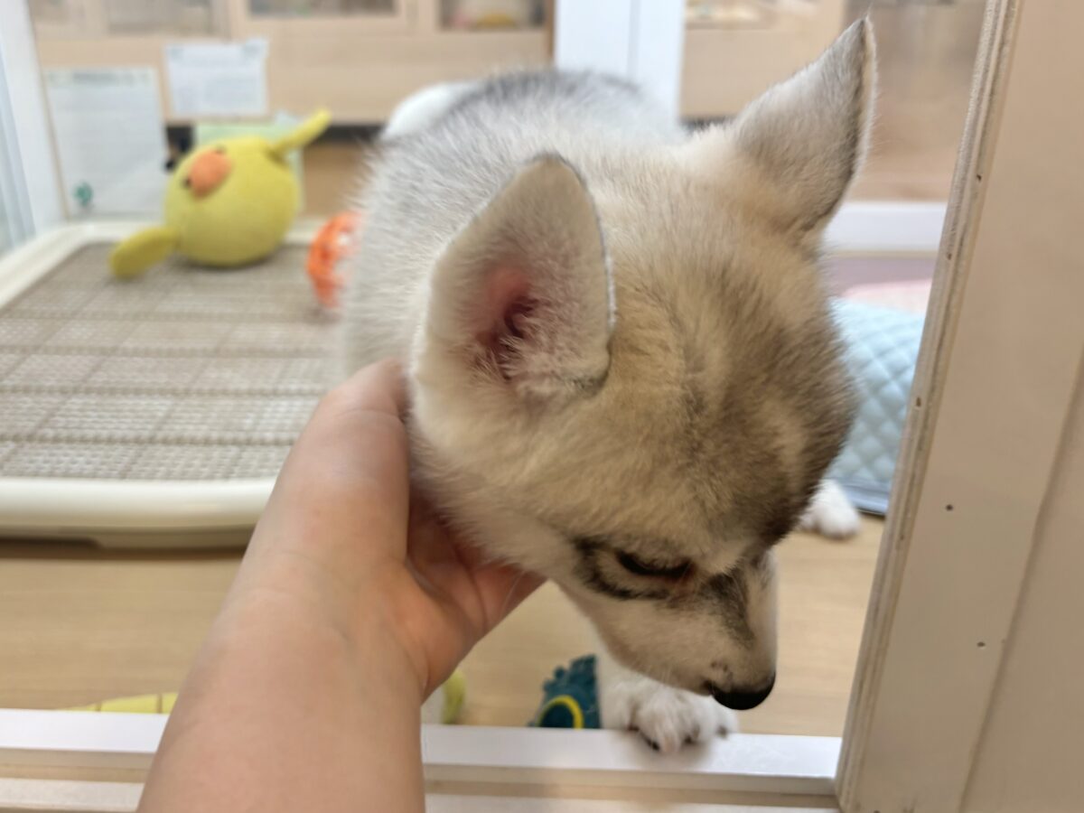 シベリアンハスキー