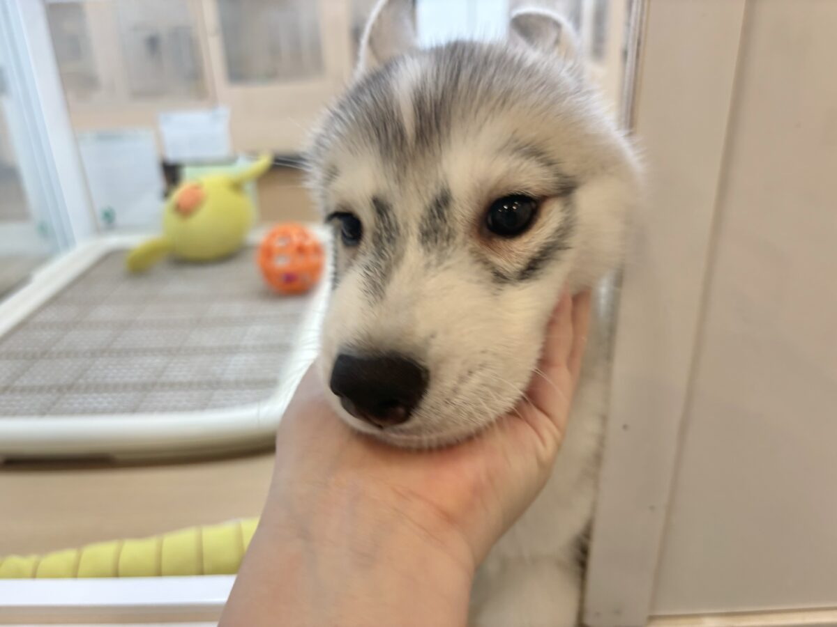 シベリアンハスキー