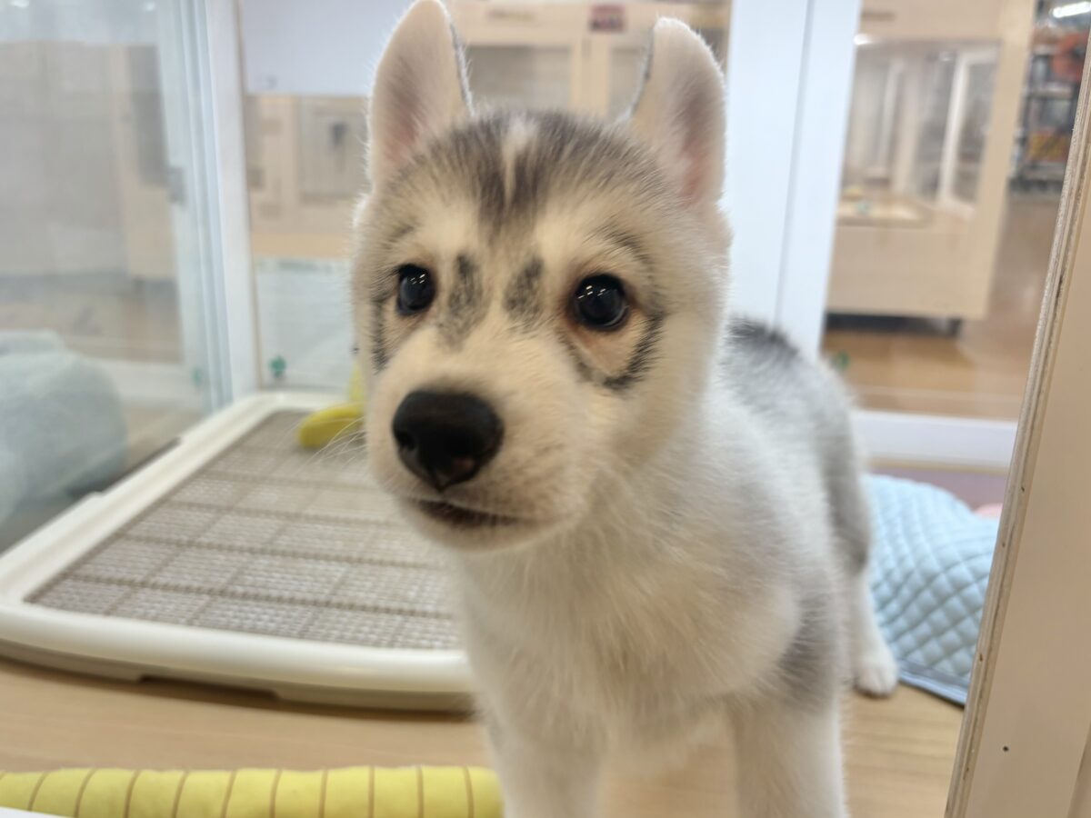 オイラに甘えられたい人は挙手〜♡シベリアンハスキーくん！