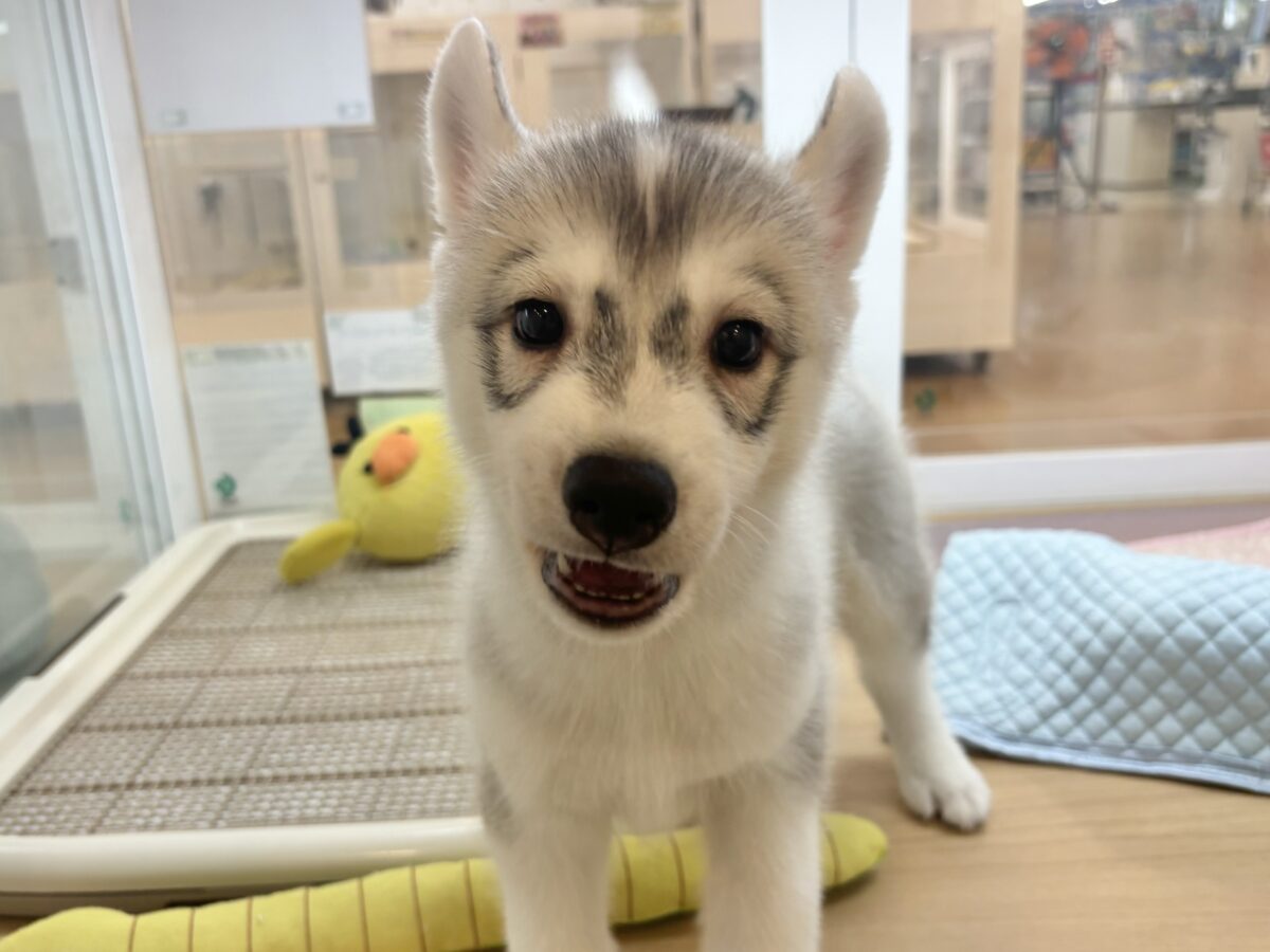 シベリアンハスキー