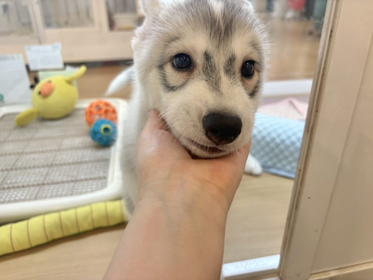 シベリアンハスキー
