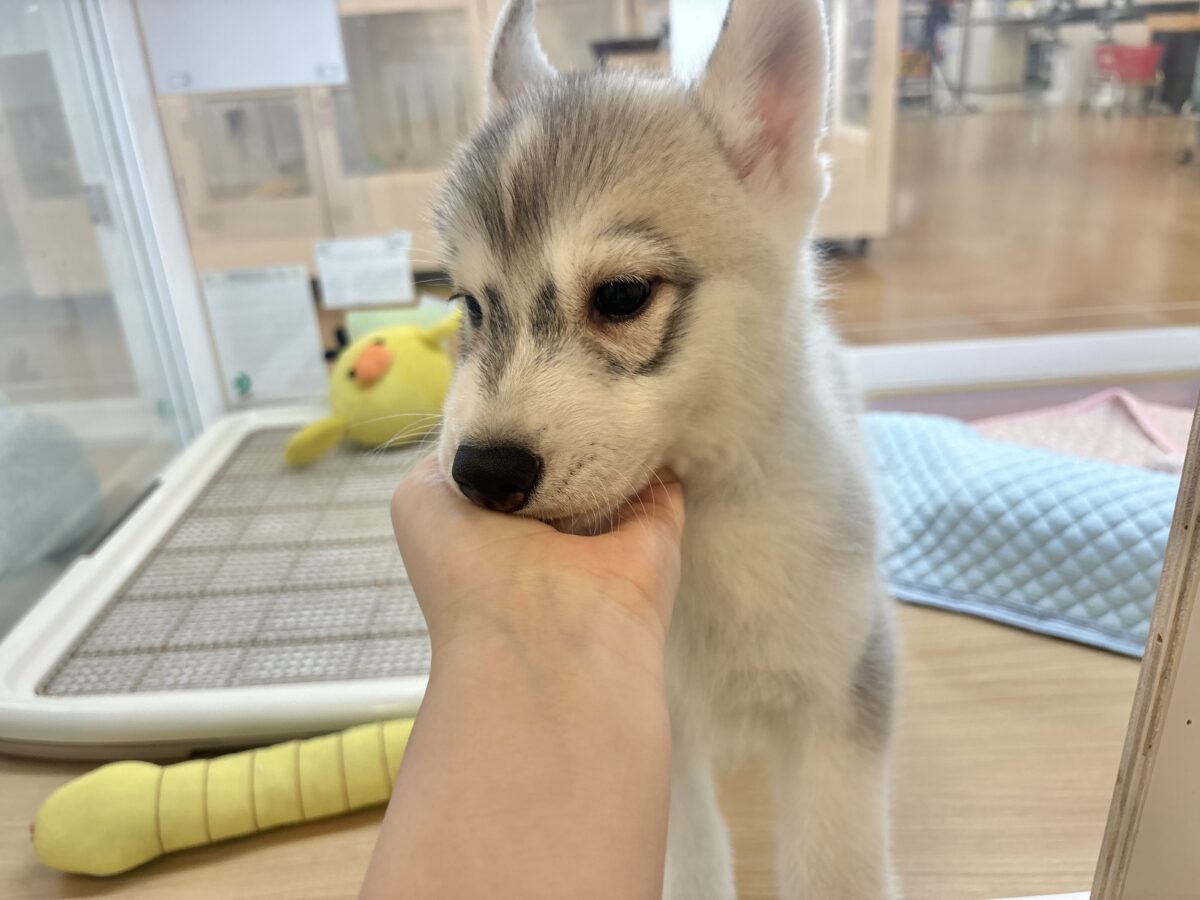 シベリアンハスキー