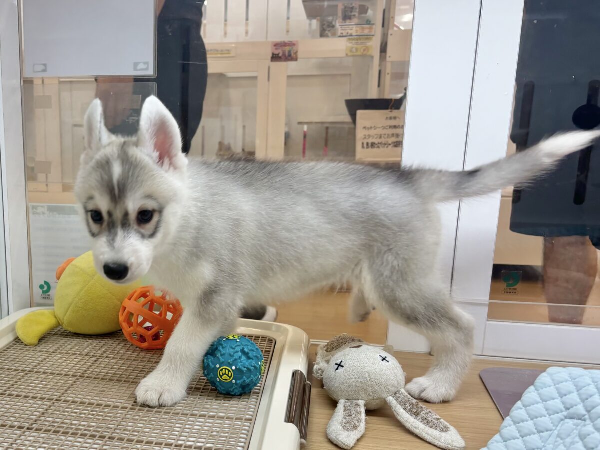 シベリアンハスキー