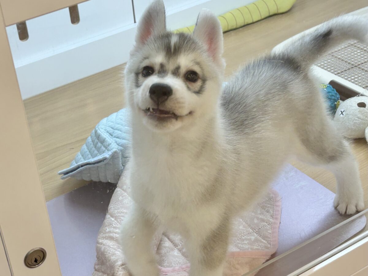 シベリアンハスキー