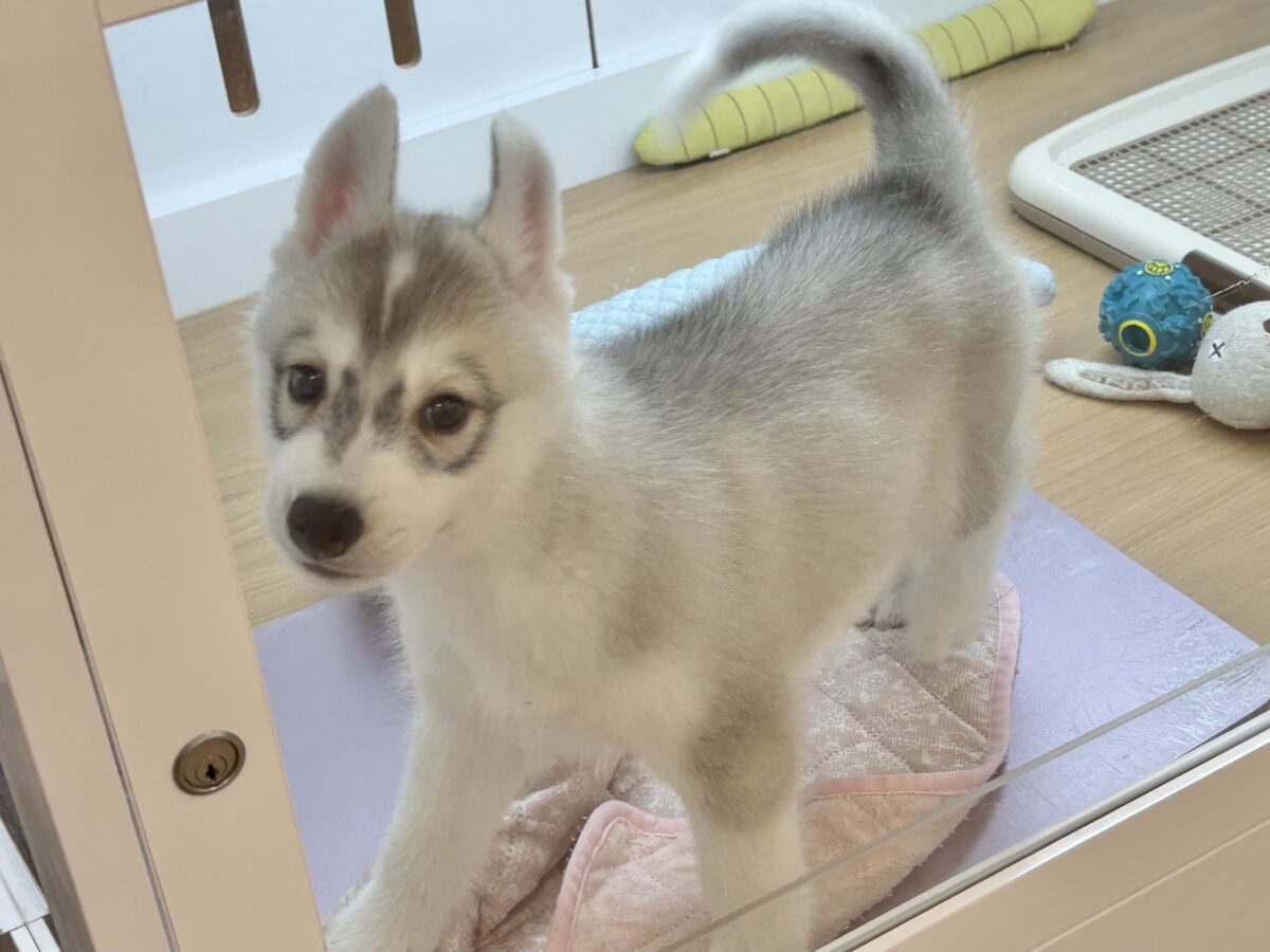 シベリアンハスキー