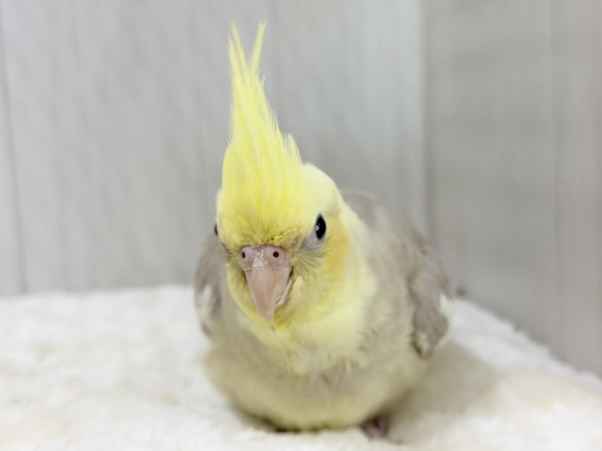 オカメインコ