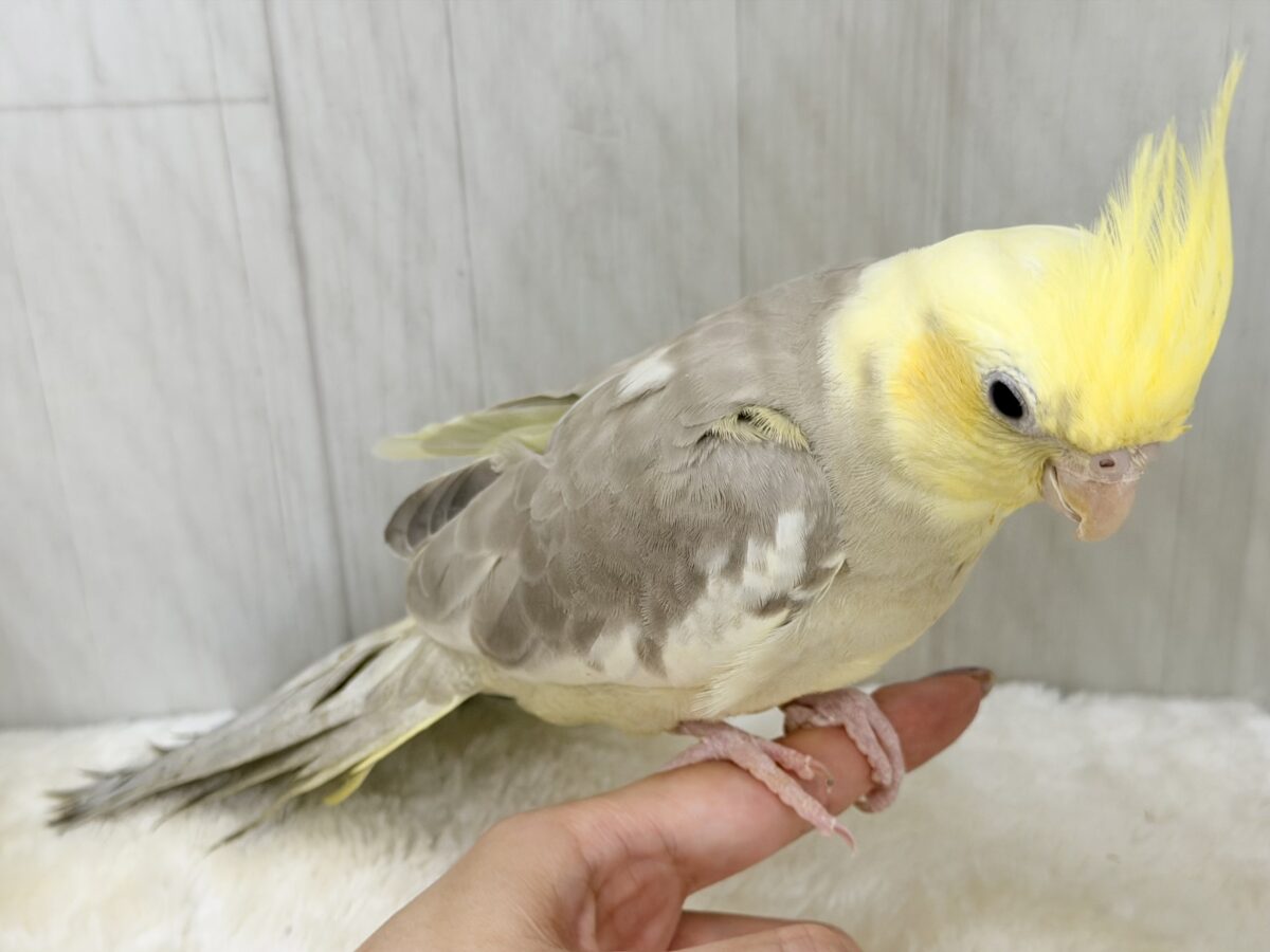 オカメインコ