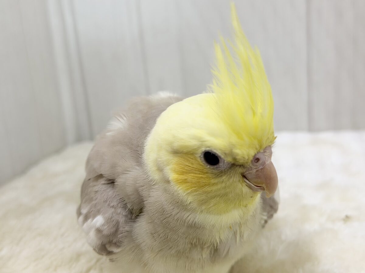 オカメインコ