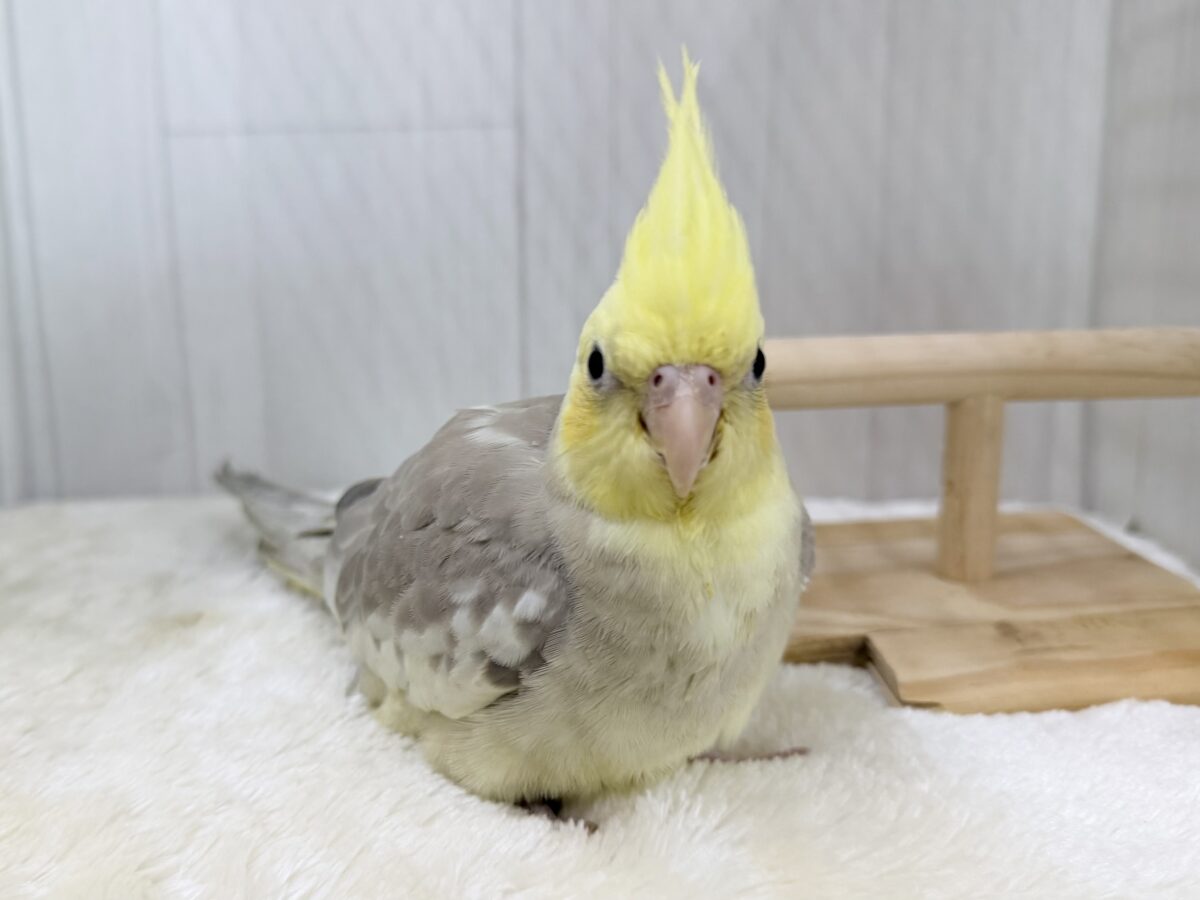 オカメインコ