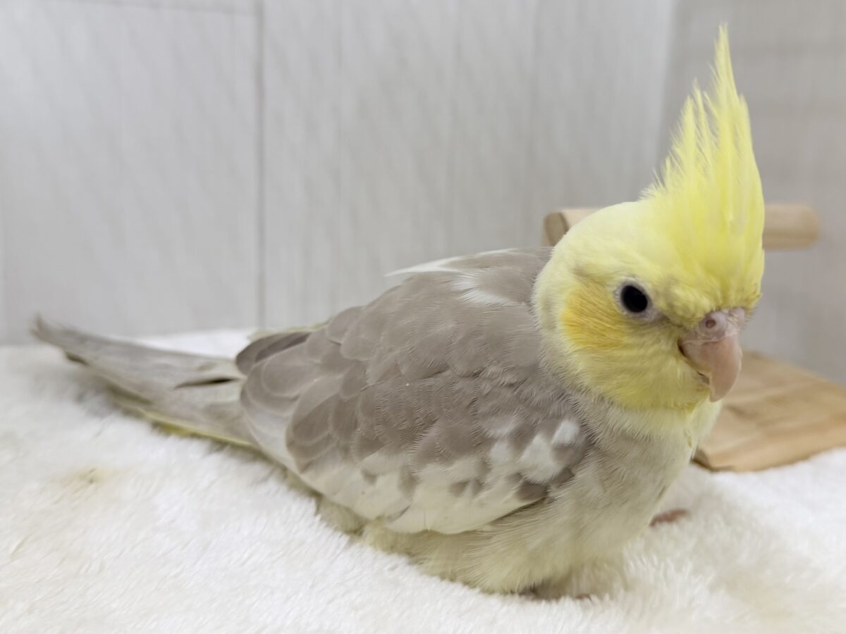 オカメインコ