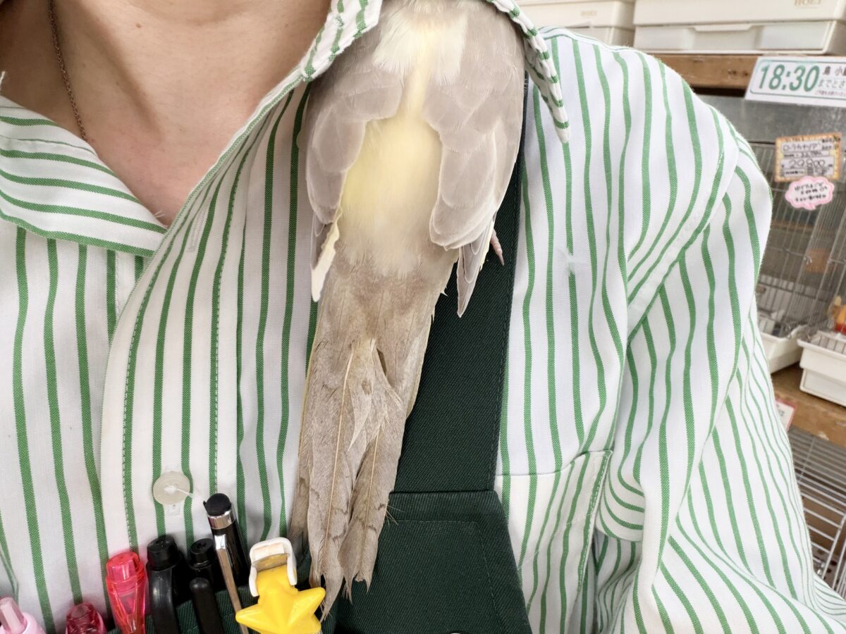 オカメインコ