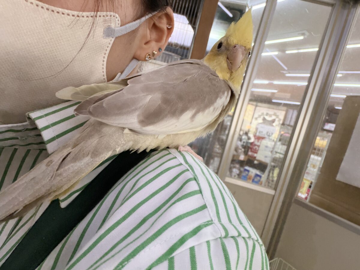 オカメインコ