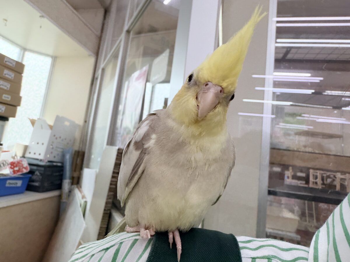 オカメインコ