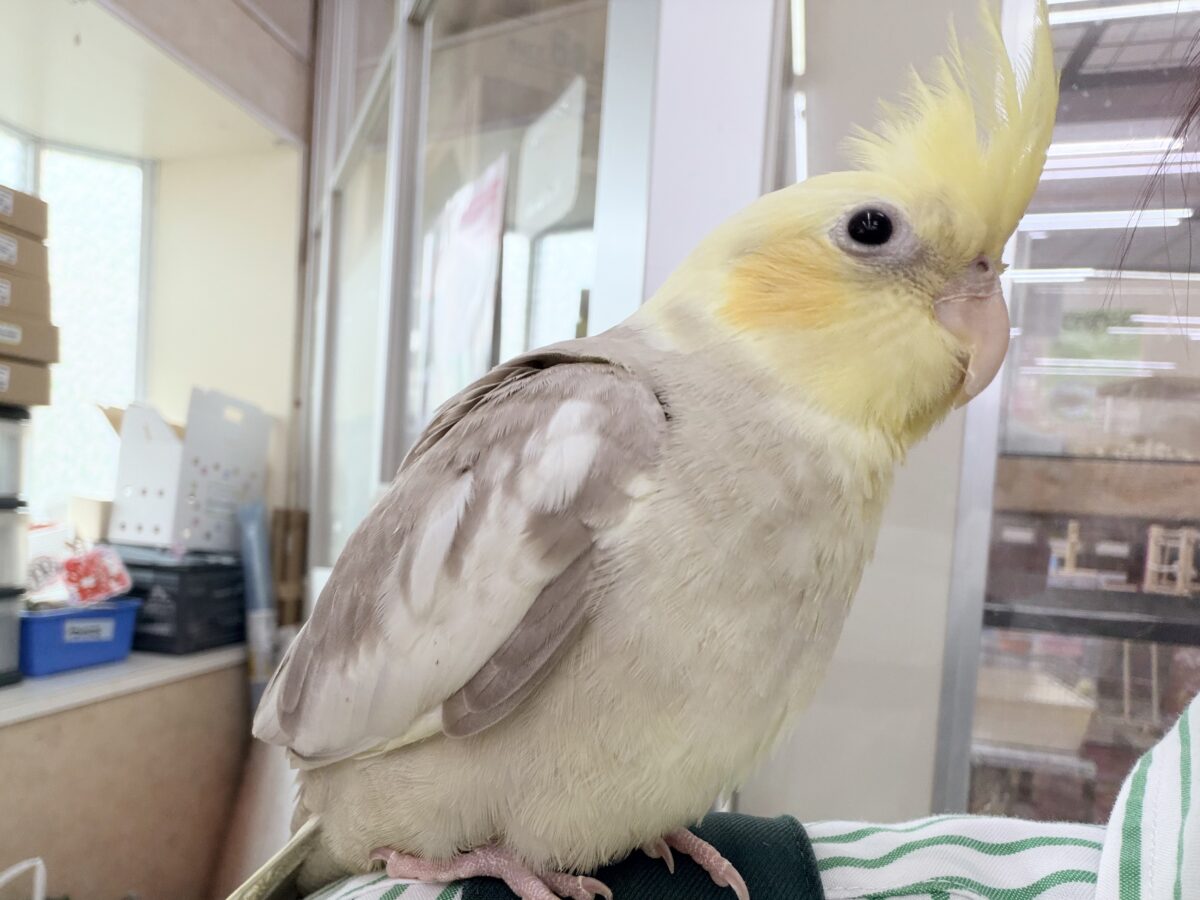 オカメインコ