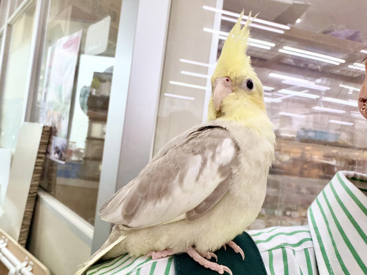 オカメインコ