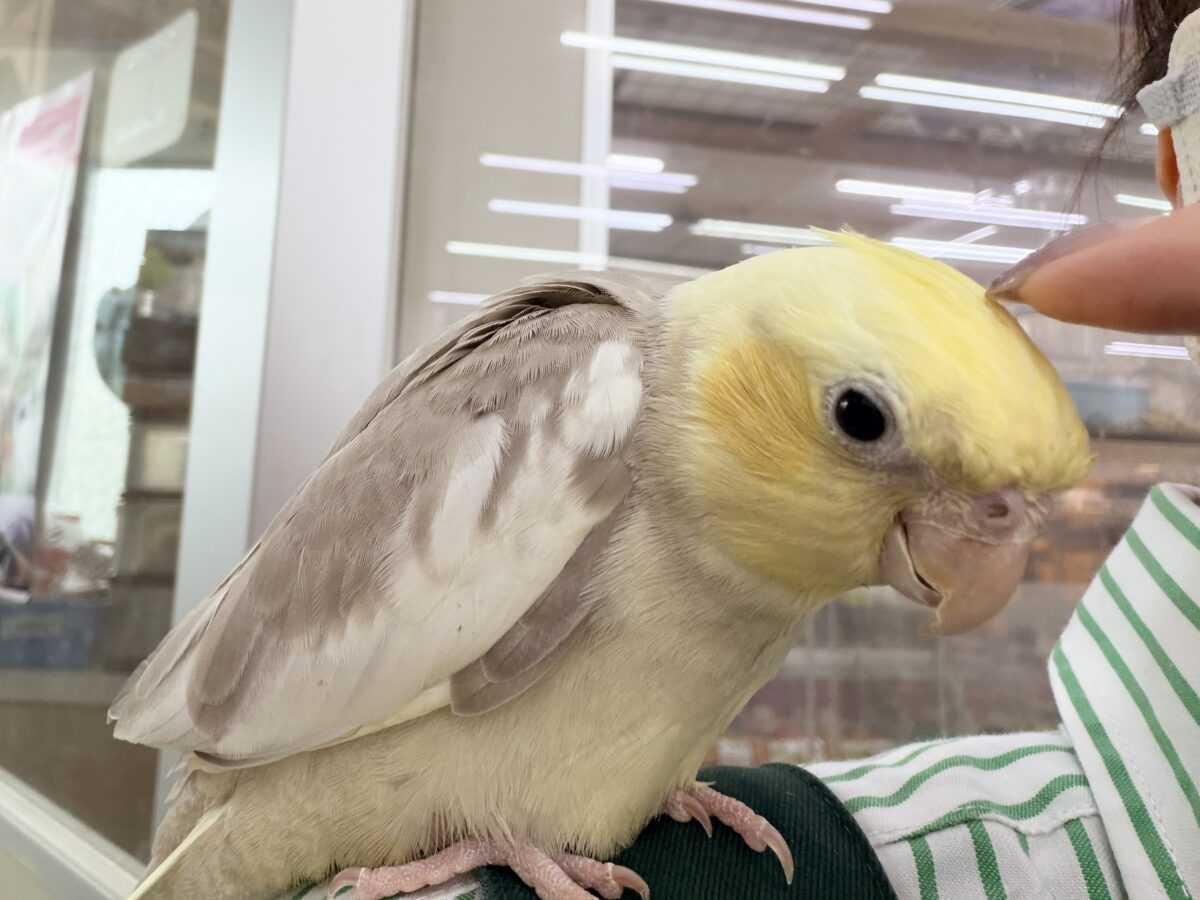 オカメインコ