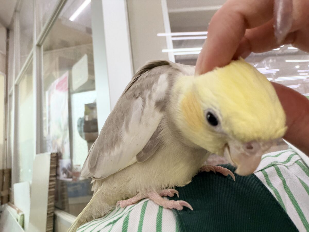 オカメインコ