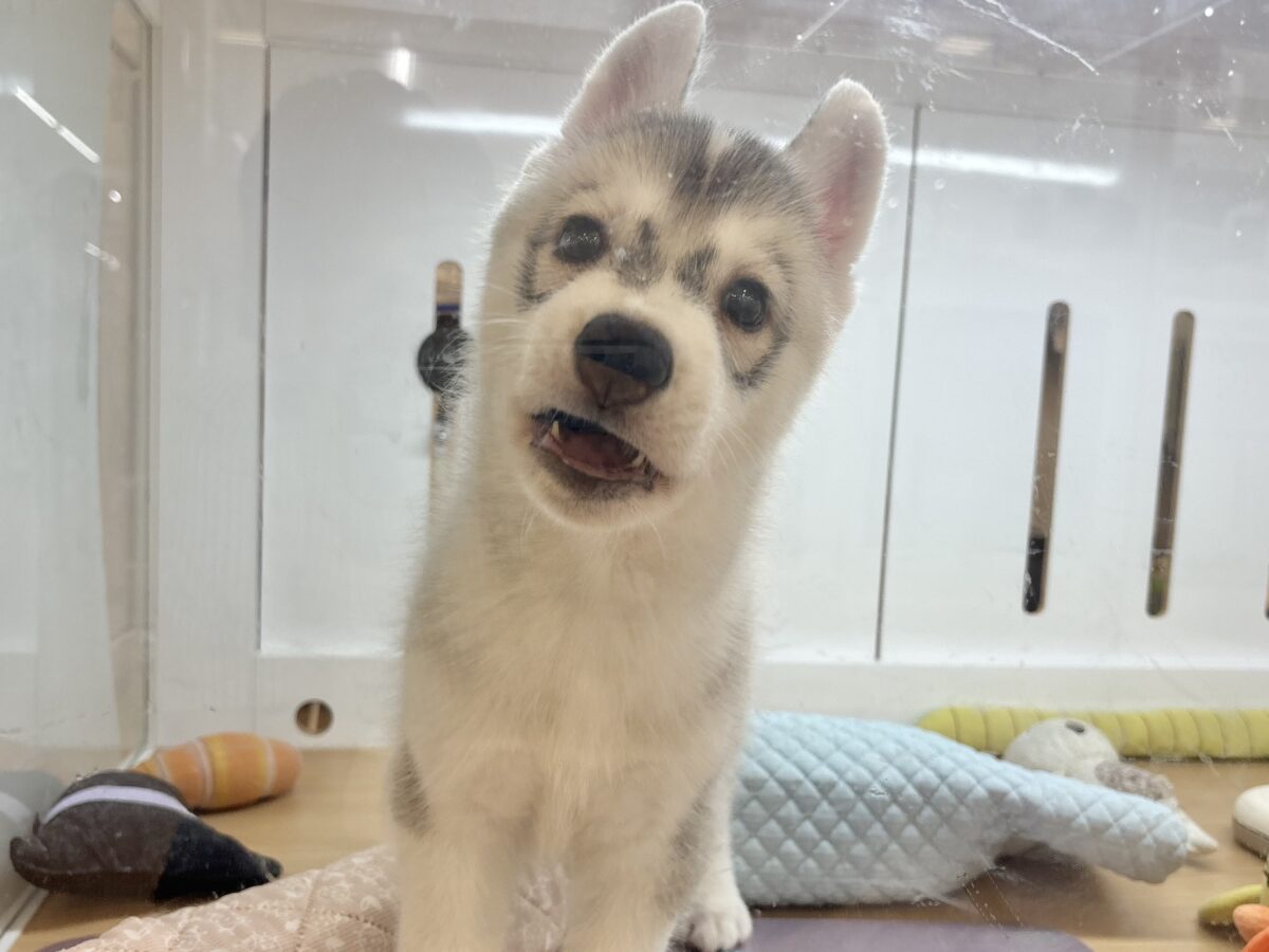 シベリアンハスキー